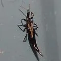 Elaphrothrips tuberculatus - photo 5