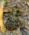 Elaphrus americanus