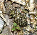 Elaphrus americanus - photo 2