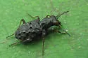 Elaphrus americanus - photo 3