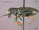 Elaphrus americanus - photo 5