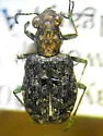 Elaphrus californicus