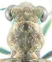 Elaphrus californicus - photo 2