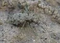Elaphrus californicus - photo 3