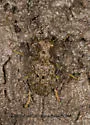 Elaphrus californicus - photo 4