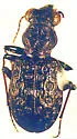 Elaphrus cicatricosus