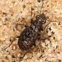 Elaphrus cicatricosus - photo 2