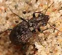Elaphrus cicatricosus - photo 3