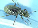 Elaphrus clairvillei