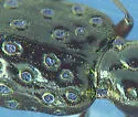 Elaphrus clairvillei - photo 2