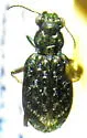 Elaphrus clairvillei - photo 3