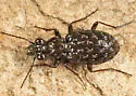 Elaphrus clairvillei - photo 4