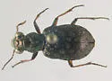 Elaphrus clairvillei - photo 5