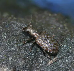Elaphrus cupreus