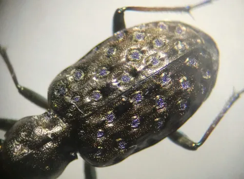 Elaphrus cupreus - photo 2