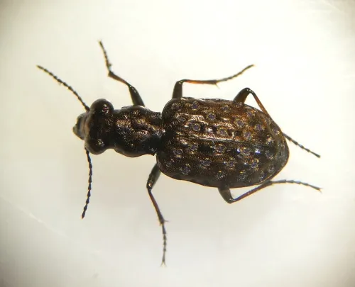 Elaphrus cupreus - photo 3