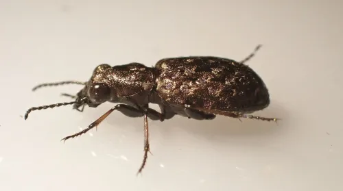 Elaphrus cupreus - photo 4