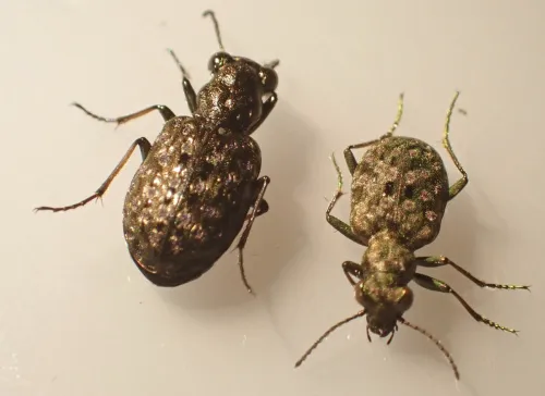 Elaphrus cupreus - photo 5