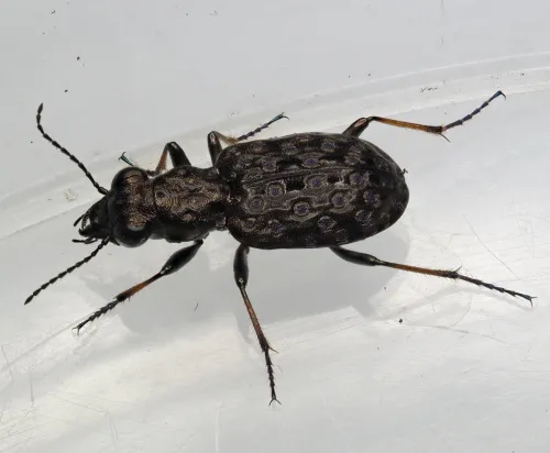 Elaphrus cupreus - photo 6