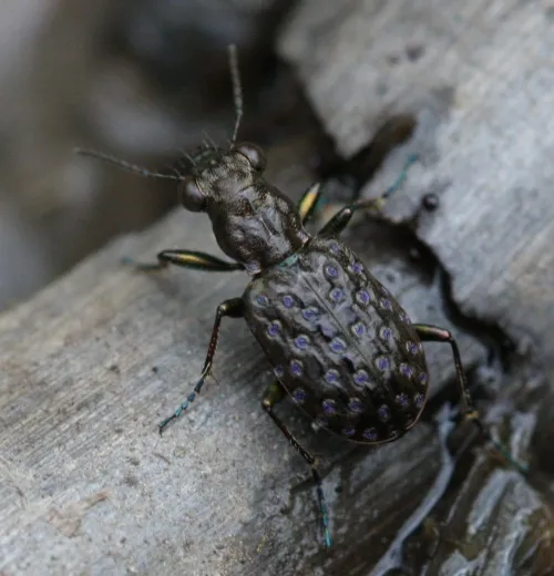 Elaphrus cupreus - photo 8