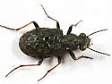 Elaphrus finitimus