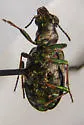 Elaphrus finitimus - photo 4