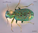 Elaphrus lapponicus