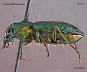 Elaphrus lapponicus - photo 2