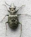 Elaphrus lecontei - Elaphrus lecontei