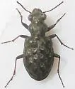 Elaphrus lecontei - photo 5