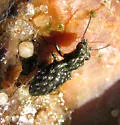 Elaphrus olivaceus - photo 2