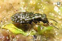 Elaphrus olivaceus - photo 3