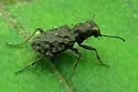 Elaphrus olivaceus - photo 4