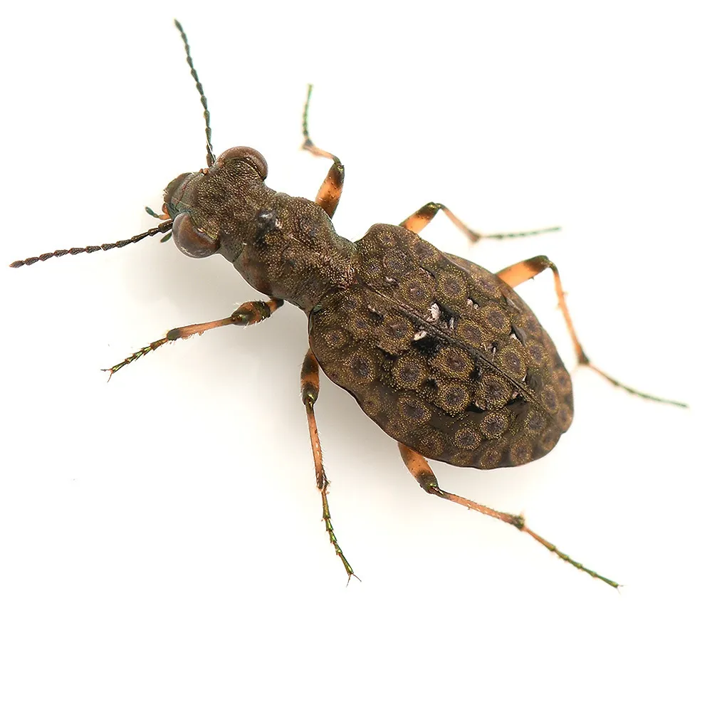 Elaphrus purpurans - photo 2