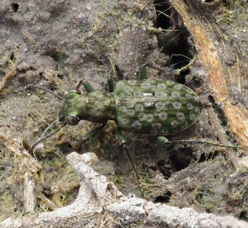 Elaphrus riparius - Elaphrus riparius