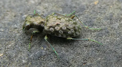 Elaphrus riparius - photo 2
