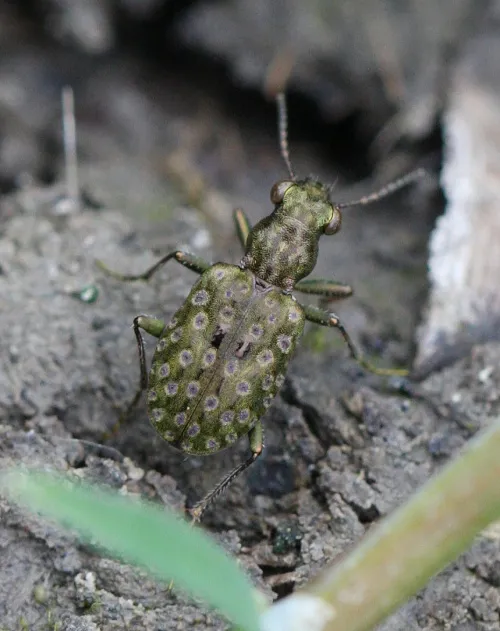 Elaphrus riparius - photo 3