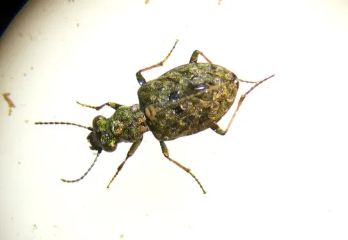 Elaphrus riparius - photo 4