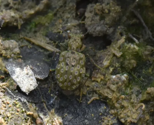 Elaphrus riparius - photo 5