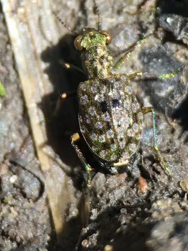 Shore Ground Beetle - photo 2