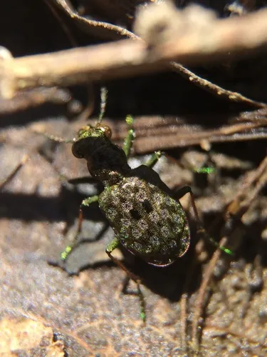 Shore Ground Beetle - photo 3