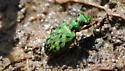Elaphrus viridis - photo 2