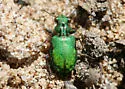 Elaphrus viridis - photo 3