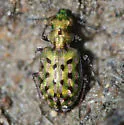 Elaphrus viridis - photo 4