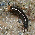 Elaphrus viridis - photo 5