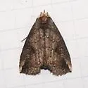 Elasmia cave - Hodges#7950 - photo 4