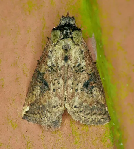 Elasmia packardii - Hodges#7949