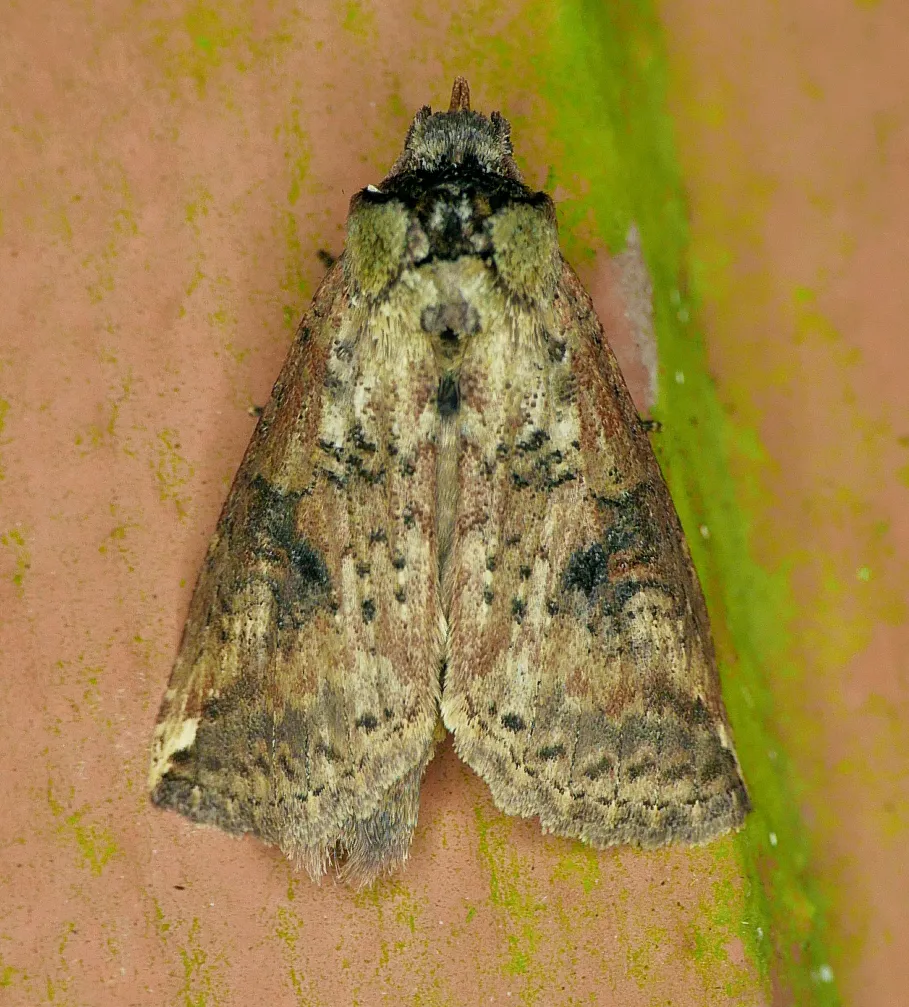 Elasmia packardii - Hodges#7949 - photo 2