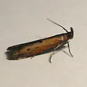 Lesser Cornstalk Borer - Hodges#5896 - Elasmopalpus lignosella