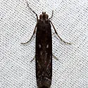 Lesser Cornstalk Borer - Hodges#5896 - photo 2